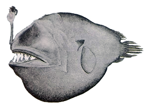 Chaenophoyine longiceps_cvlaves.jpg